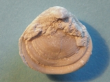 Brachiopod